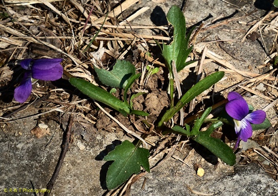 {Viola egglestonii}